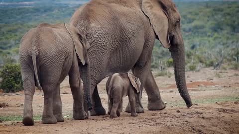 Baby elephant calf
