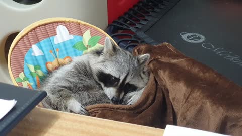 Raccoon is about to lie in the baby reclined cradle and sleep with a blanket.