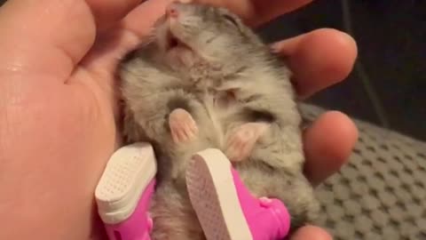 Sleepy hamster models awesome pink shoes