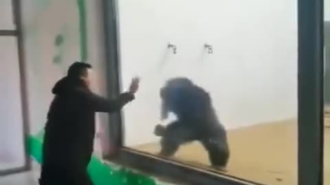 Kong Fu estilo macaco