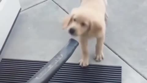Very cute dog playing with a Vacuum Cleaner