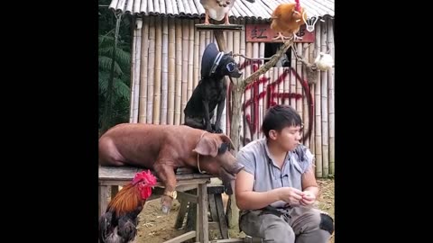 His daily life in the mountain 🌄🏔️with his pet friend