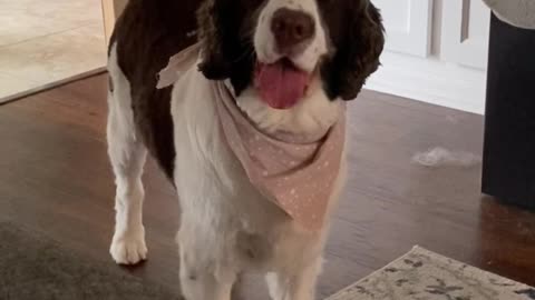 Springer Spaniel Expressive Face and Waggling Pom-Pom Tail! Wants To Go Out In The Rain!