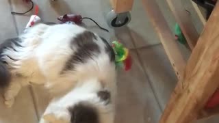 Cat plays with toy