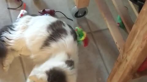 Cat plays with toy