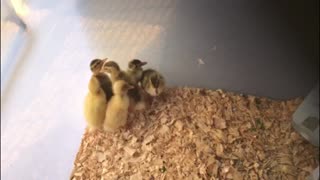 Runner Ducklings - 2 Days Old