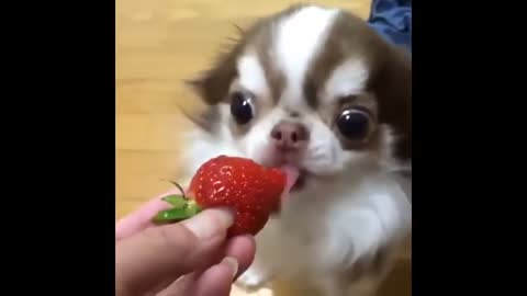 Cute dog eating strawberries