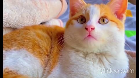 So many cute kittens videos compilation|Cute Cat | Kitten | Sleeping | feline | Big eyes