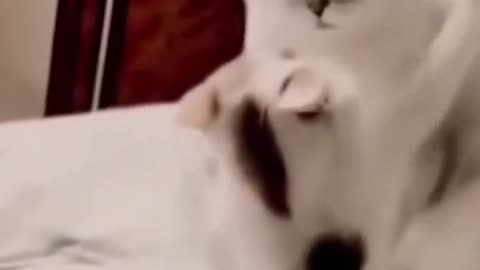 Funny Cat dancing clip