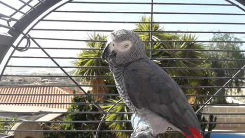 African grey parrot sounds ,whistling (play this for your parrot)