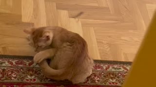 Kitten chasing it’s own tail