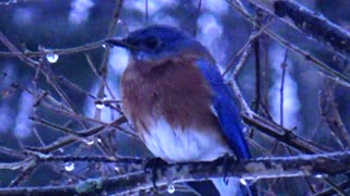 Bluebird