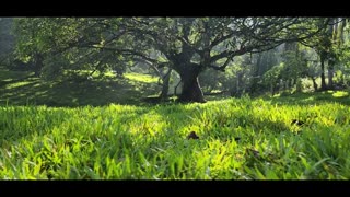 Free Download Nature HD Scenery No Copyright Royalty-free