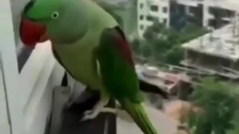 Parrot calling mommy,speaking parrot