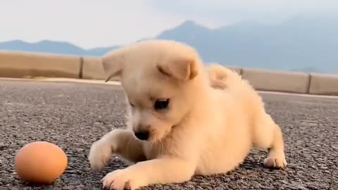 Cute Puppies Playing with Hen Egg.🐓