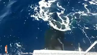 SAVAGE! Killer Whale RIPS RUDDER from Boat