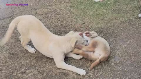 Cuteness Overloaded: Puppies playing and cuddling
