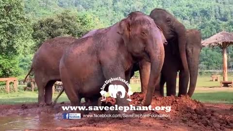Elephant Reunion With Sisters After Several Years Apart - ElephantNews