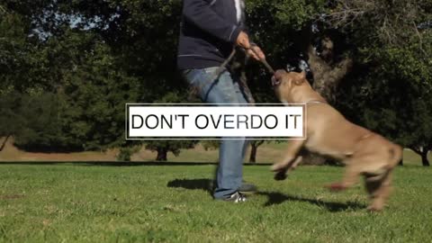 AMERICAN BULLY FIVE THINGS YOU SHOULD KNOW