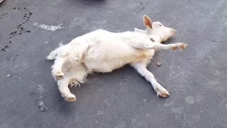Fainting Goat Takes a Fall