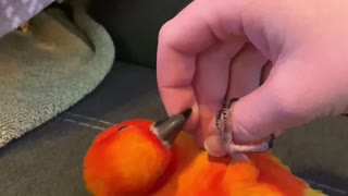 Parrot rolls over to get tickled