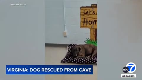 'Miracle' dog rescued after discovered in Virginia cave | ABC7