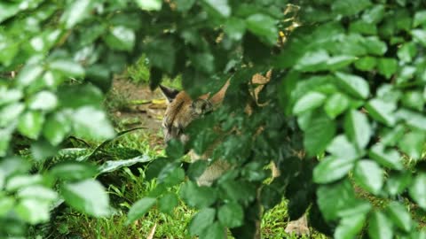 cougar Puma concolor large cat portrait behind vegetation Martinique zoo captive animal