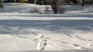 Funny doggie loves to play in the snow