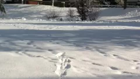 Funny doggie loves to play in the snow