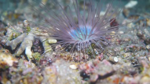 The Quick and the Curious: Discover the Mysterious New Creatures of the Deep Sea