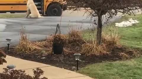 Dog Sees That The Kids Get On The School Bus