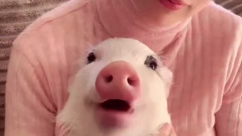 Little Piggy Loves Strawberries