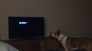 Dog barks at directtv icon on tv
