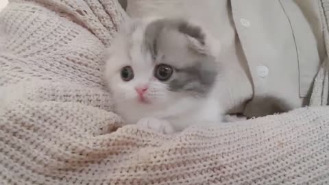 cute kitten videos short leg cat- KimsKennelUS