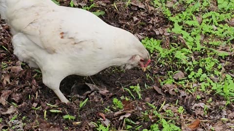 OMC! Even more raptor like hunting! Whitey demonstrates proper worm eating etiquette!