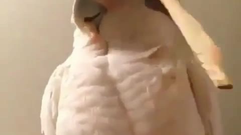 Parrot likes to scratch its head when thinking