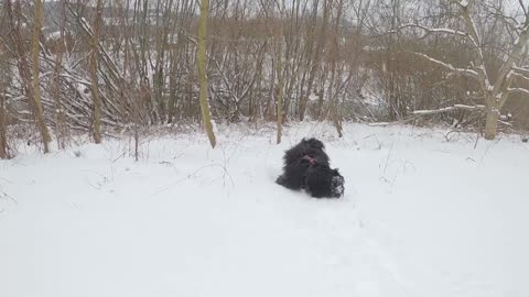 No one is happier than this puppy playing in the snow. Cute😍