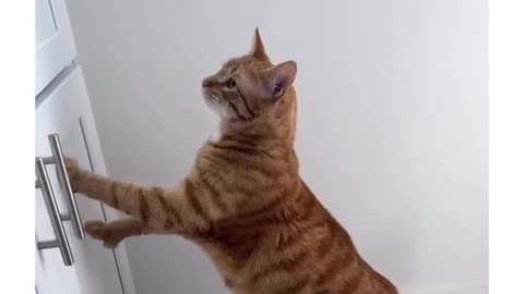 cat's reaction to owner interrupting is savage