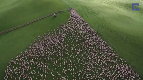 AMAZING VIEW of 1000 sheep being herded by a farmer!!