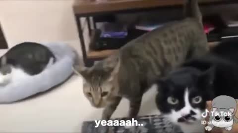 Cat talking!this cat speaking skills English. Most between hooman