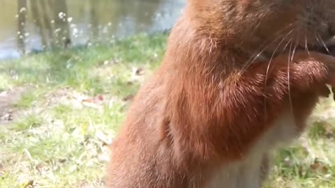 Hand-Feeding a Friendly Squirrel