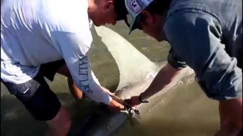 How to Catch a Huge Sharks in The Sea - Shark Fishing