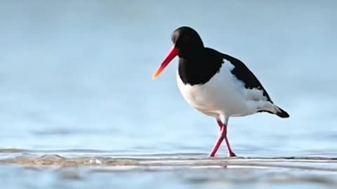 Eurasian Oystercatcher