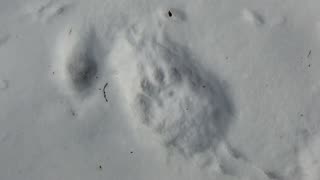 Bear Tracks