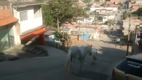 horse going down the slope