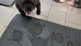 Bulldog eyeing his treat