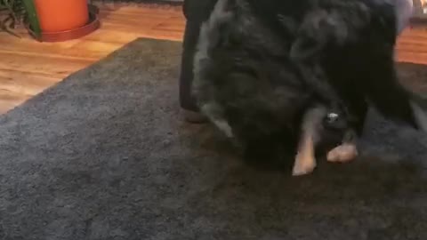 Dog learning to do a somersault.