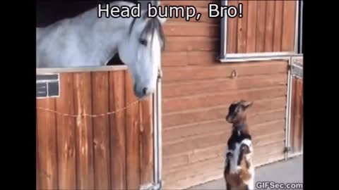 Horse vs goat funny clip