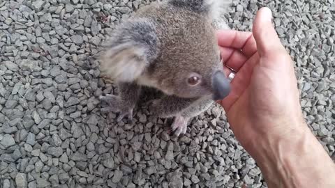 Koala baby rescue-12