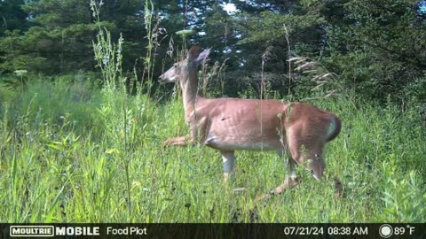 July 2024 Trail Cam Photos